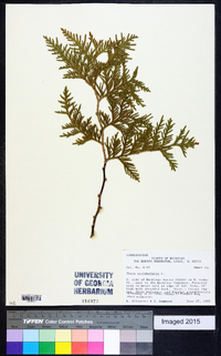 Thuja occidentalis image