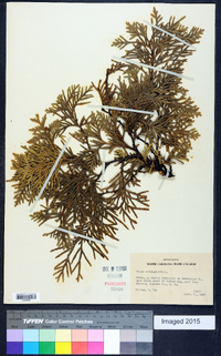 Thuja occidentalis image