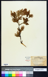 Thuja occidentalis image