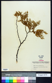 Thuja occidentalis image