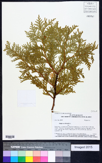 Thuja occidentalis image