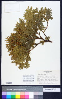 Thuja occidentalis image