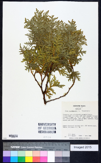 Thuja occidentalis image