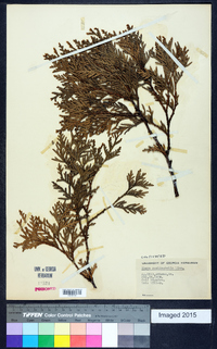 Thuja occidentalis image