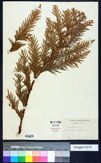 Thuja plicata image