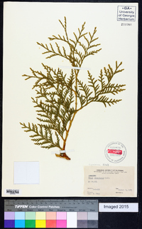 Thuja standishii image