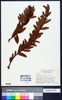 Agathis australis image