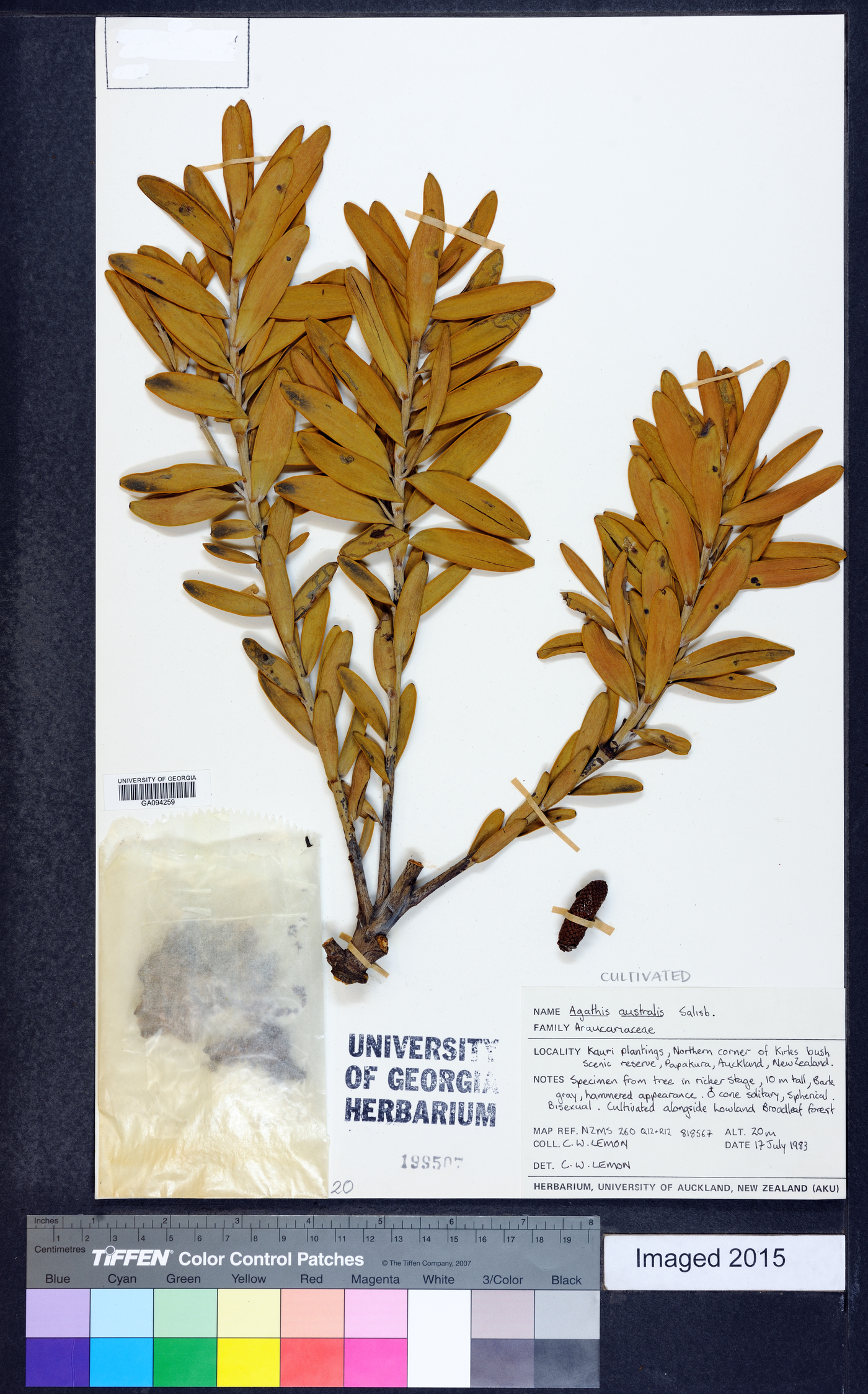 Agathis australis image