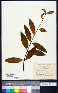 Agathis lanceolata image