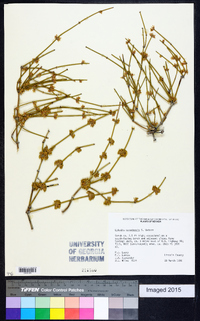 Ephedra nevadensis image