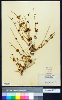 Ephedra nevadensis image