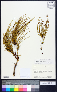 Ephedra viridis image