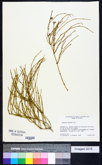 Ephedra viridis image