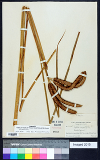 Typha angustifolia image