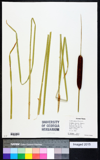 Typha angustifolia image