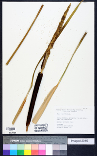 Typha angustifolia image