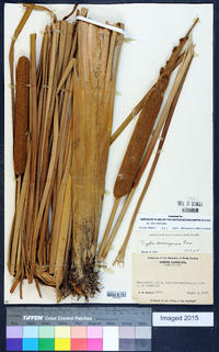 Typha domingensis image