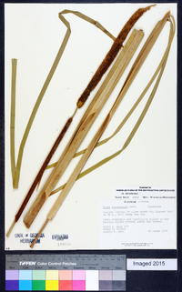 Typha domingensis image