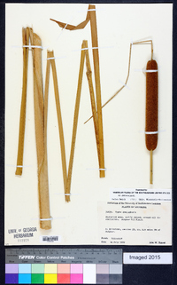 Typha domingensis image