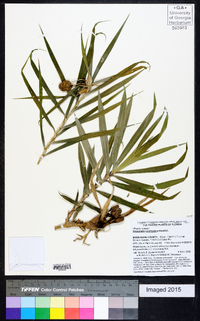 Freycinetia cumingiana image