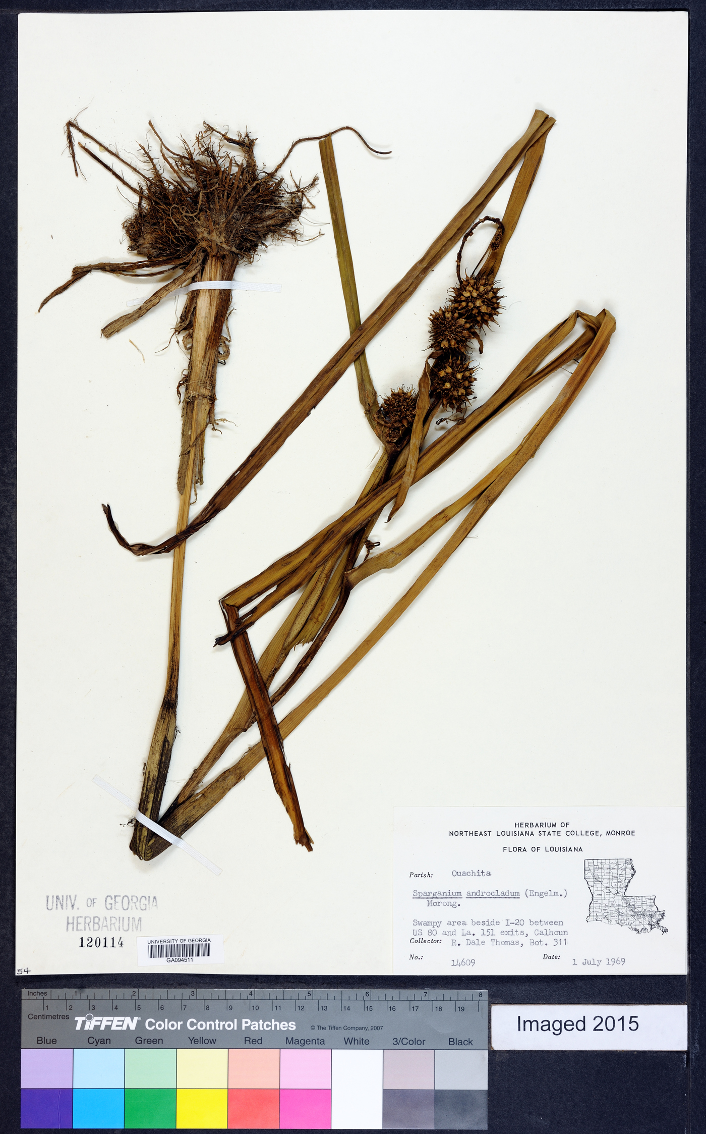 Sparganium androcladum image