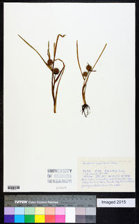 Sparganium angustifolium image