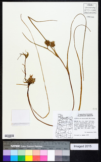 Sparganium angustifolium image