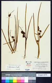 Sparganium angustifolium image