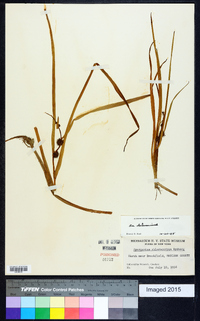 Sparganium angustifolium image