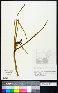 Sparganium angustifolium image