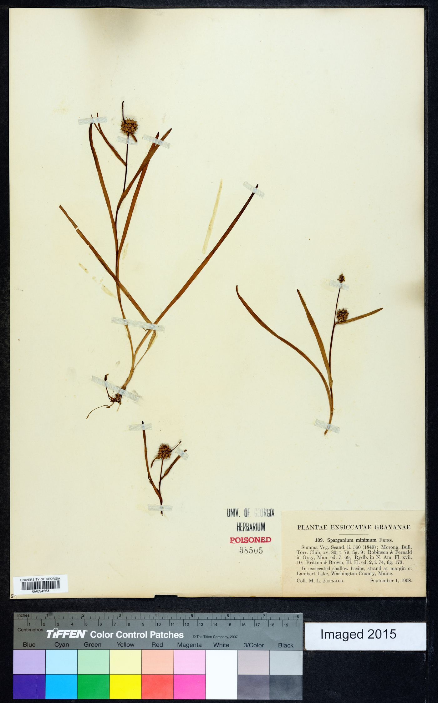Sparganium natans image