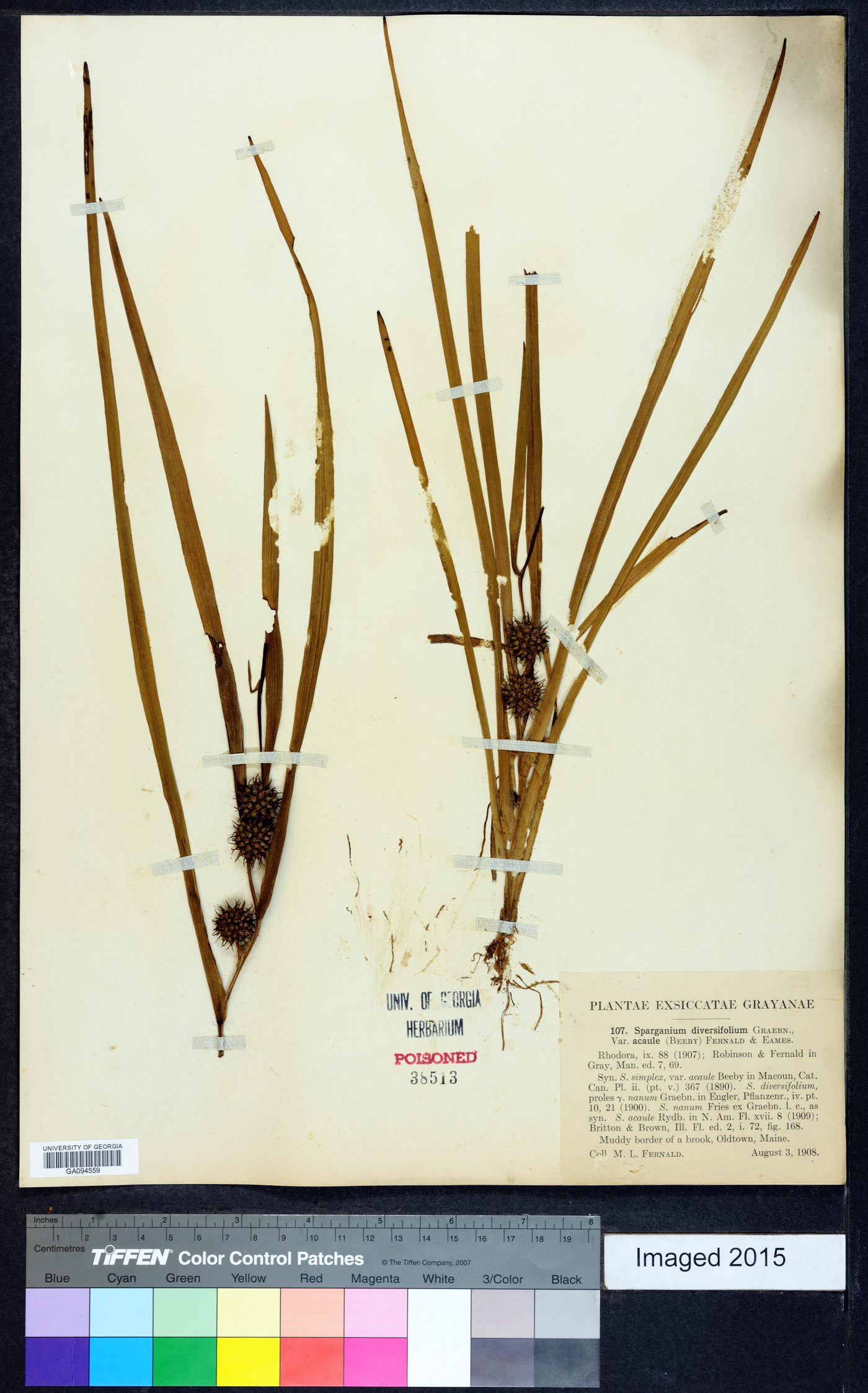 Sparganium diversifolium image