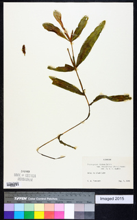 Potamogeton alpinus image