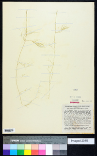 Potamogeton confervoides image