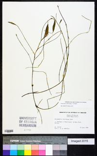 Potamogeton floridanus image