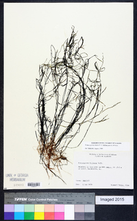 Potamogeton foliosus subsp. foliosus image