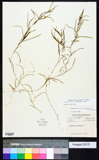 Potamogeton foliosus subsp. foliosus image