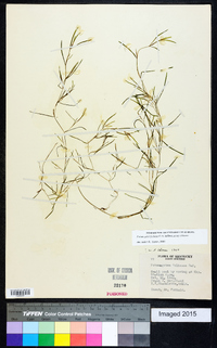 Potamogeton foliosus subsp. foliosus image