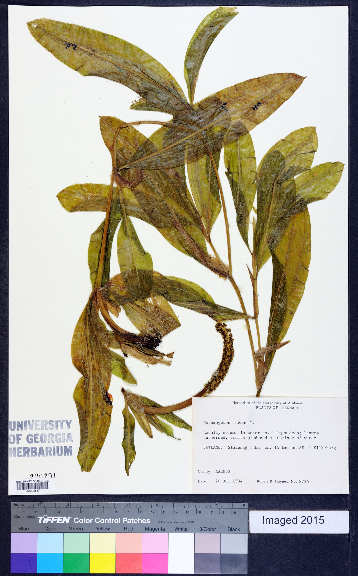 Potamogeton lucens image