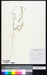 Image of Potamogeton octandrus