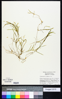 Potamogeton octandrus image
