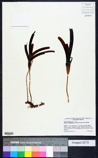 Image of Thalassodendron ciliatum