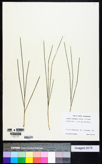 Zostera japonica image