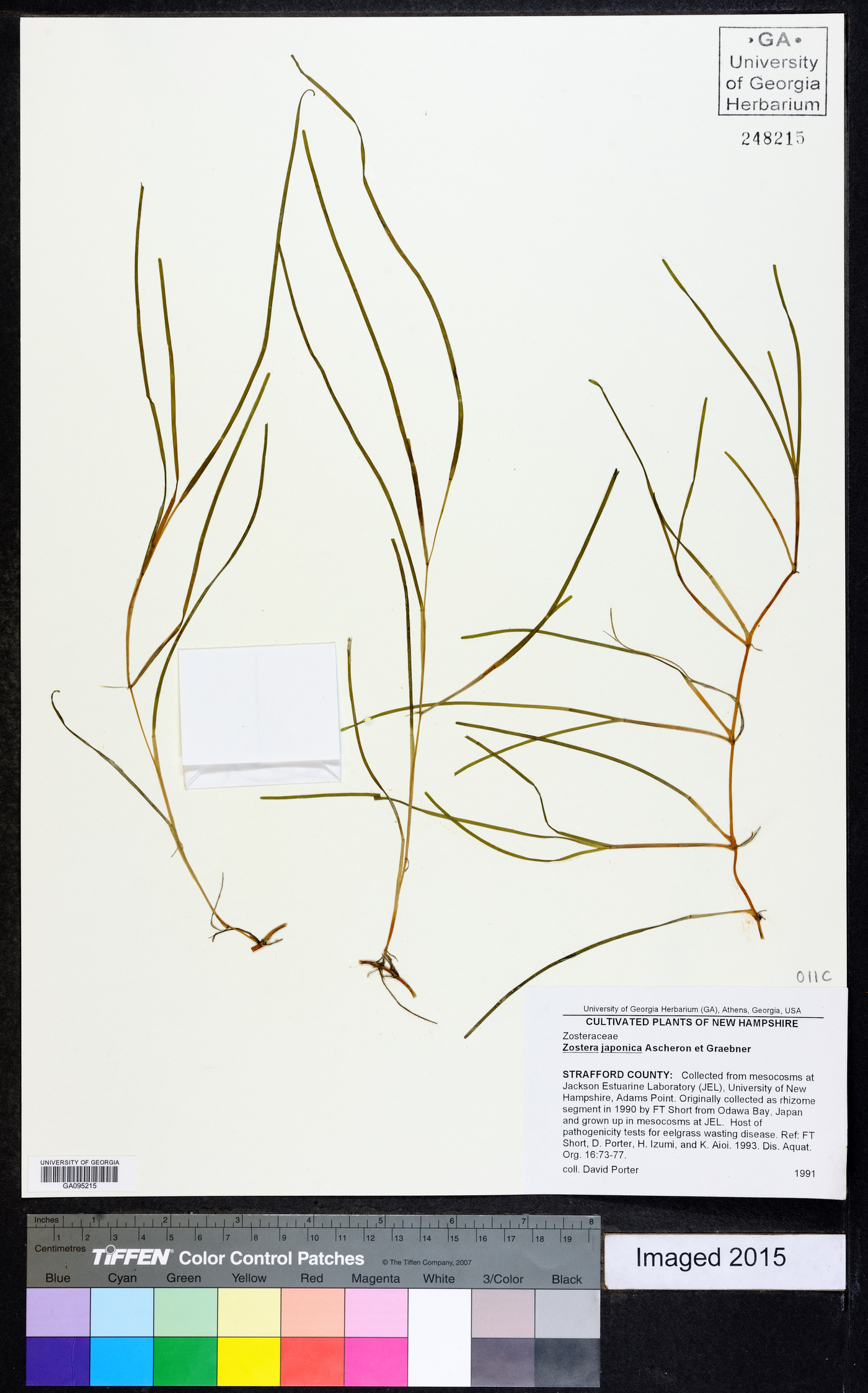 Zostera japonica image