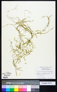 Najas guadalupensis image