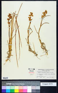 Scheuchzeria palustris image