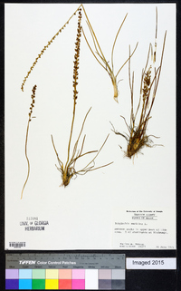 Triglochin maritima image