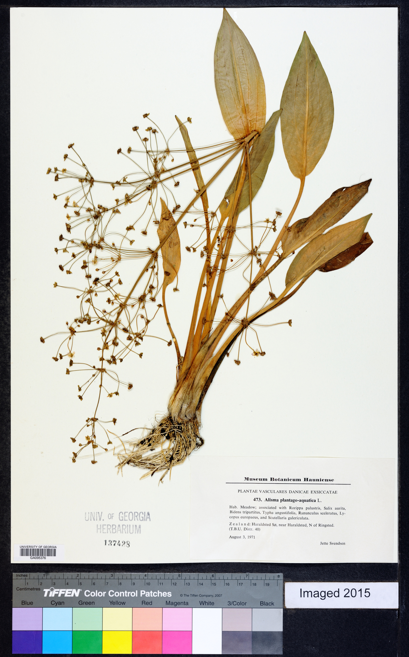 Alisma plantago-aquatica image