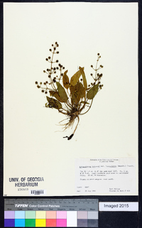 Echinodorus berteroi image