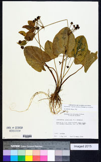 Echinodorus cordifolius image